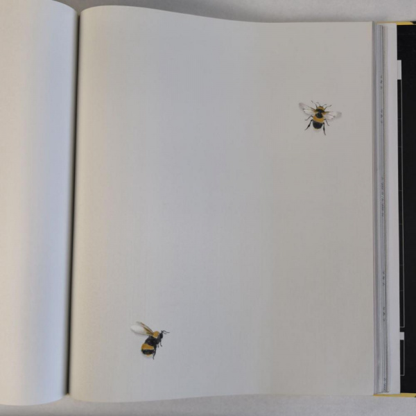 Andrea Rossi Cavolli 54419-2